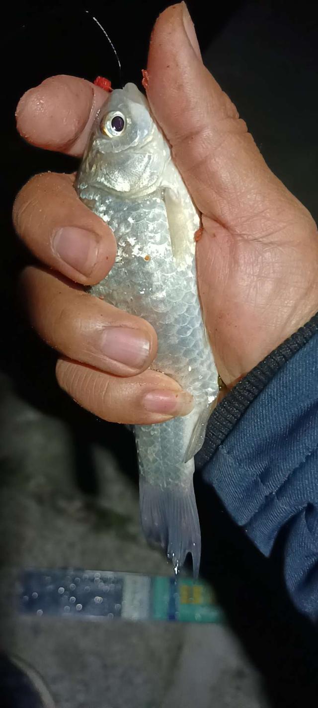 鲫鱼|偶遇好鱼情,夜钓小连杆