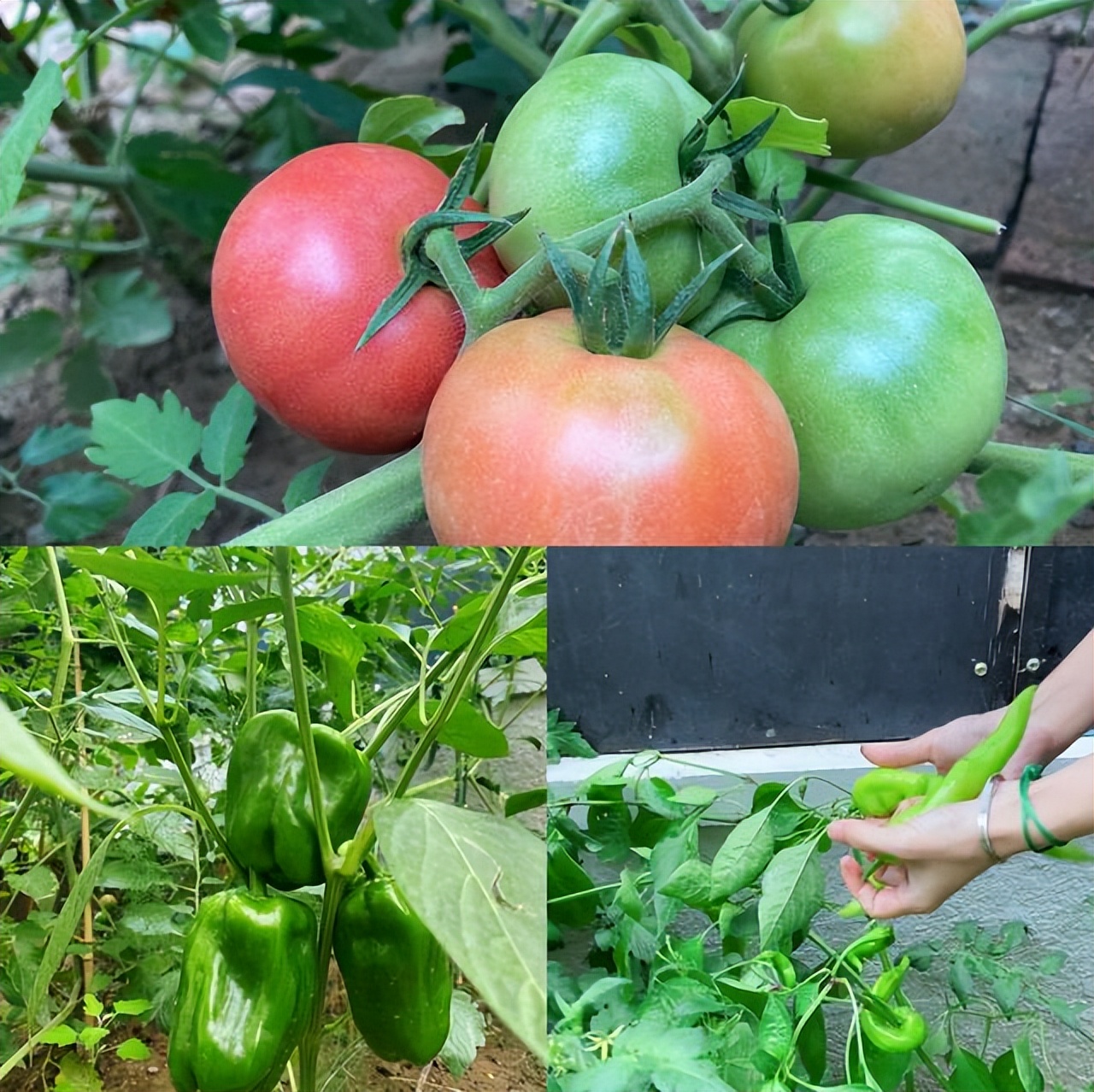 涪陵|黄雅莉在北京的豪宅火了:家中种满花草,这简直就是世外桃源