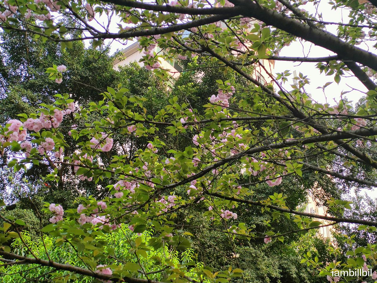 oppo reno7|抓住最美的春色，OPPO Reno7 Pro樱花随拍