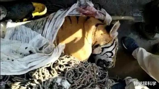 3天咬死4人!印度再现“食人虎”,老虎食人的罪魁祸首或是人类