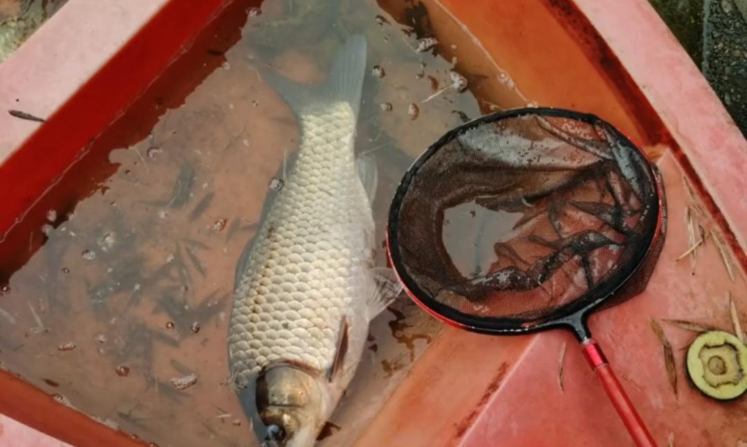 |湖南长沙钓鱼人钓到8斤重的“大鲤鱼”,经过鉴别后才发现是鲫鱼