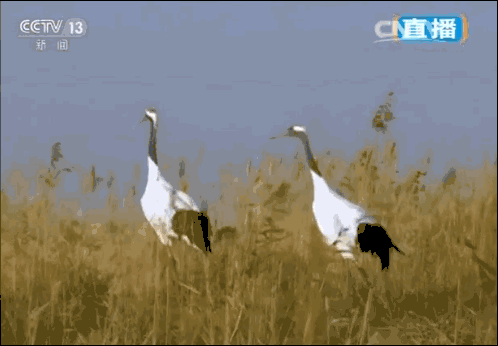 腾冲|年度最佳22℃暖冬小城！全国唯一半城银杏，半城温泉！现在来刚好