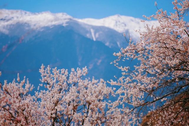 林芝|三月的林芝，青稞泛绿，桃花绽放，正适合做一场春天的桃源梦