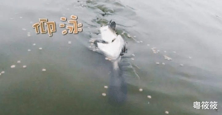 鱼会老死吗?为啥很少见老死的鱼?