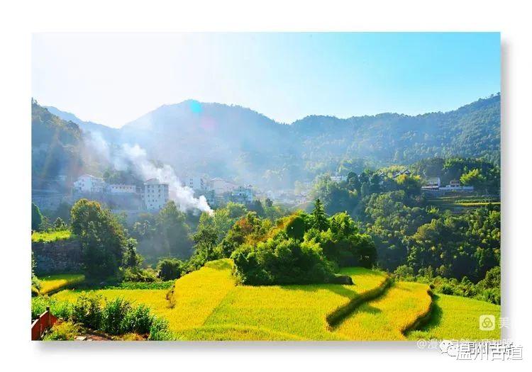 |太美了!温州这处绝美梯田掀起金稻巨浪~错过等来年!