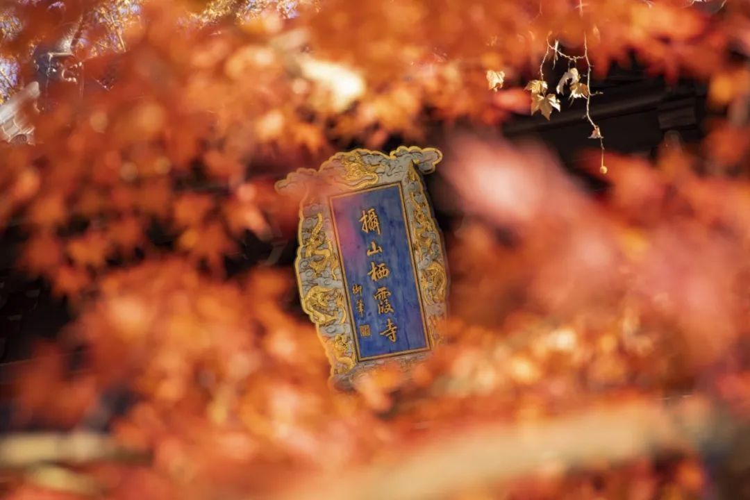 腾冲|再不“枫”狂就下架了！你和这个秋天还差一片红色的距离