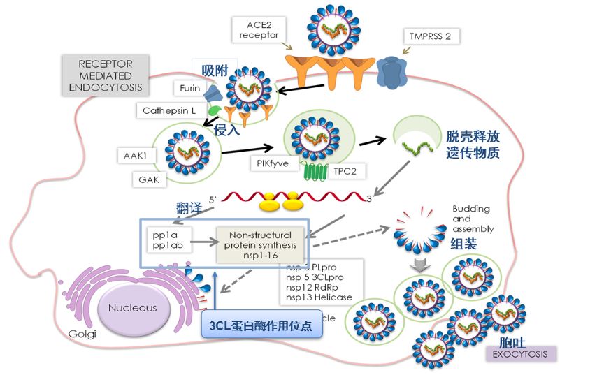paxlovid|辉瑞新冠口服药陷复阳危机，预防无效，国内使用情况如何？