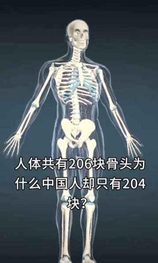 人类普遍都有206块骨头,为什么中国人只有204块?缺了哪两块呢?
