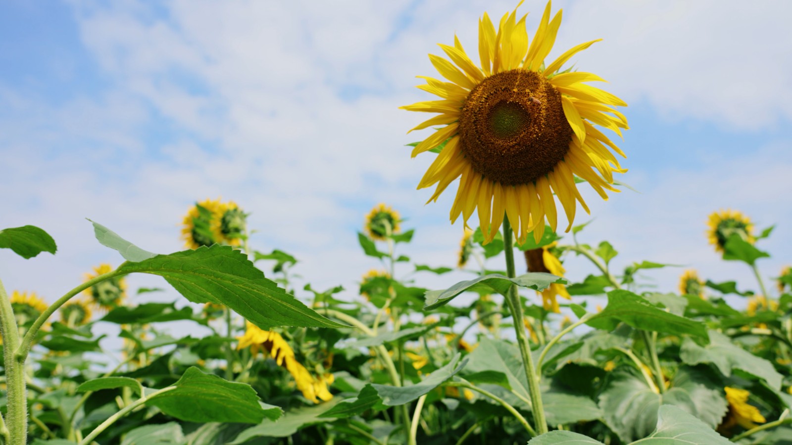 肖战|专盯肖战的高奢，国民代言却无动于衷，原来是商务的主动权握住了