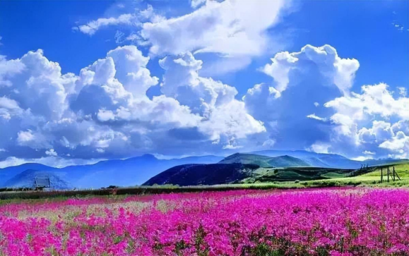 香格里拉|香格里拉大四赏花地，秋天仅剩一处绝美