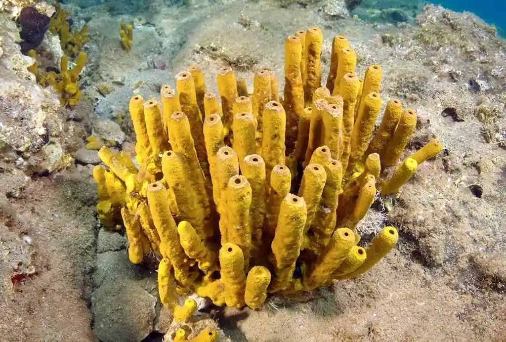 生存超过6亿年,躲过5次生物大灭绝,海绵却要在人类时代栽个大跟头?