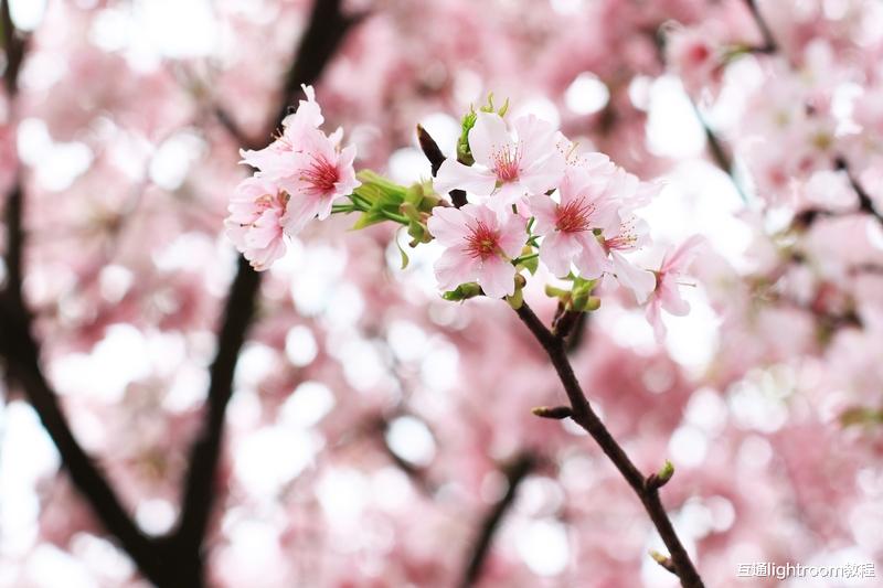 实用的樱花拍摄技巧，手把手教你拍出好看的樱花照