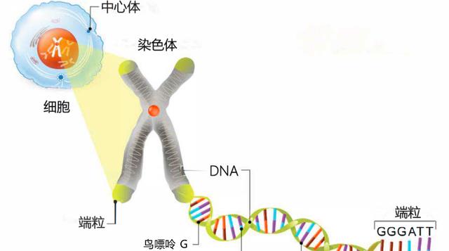 122岁是生命极限?人类有可能通过科技,突破寿命天花板吗?