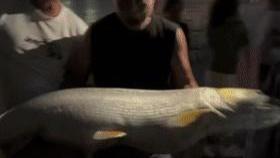 老虎|下场如何？湘江巨型水老虎被人钓起引争议！