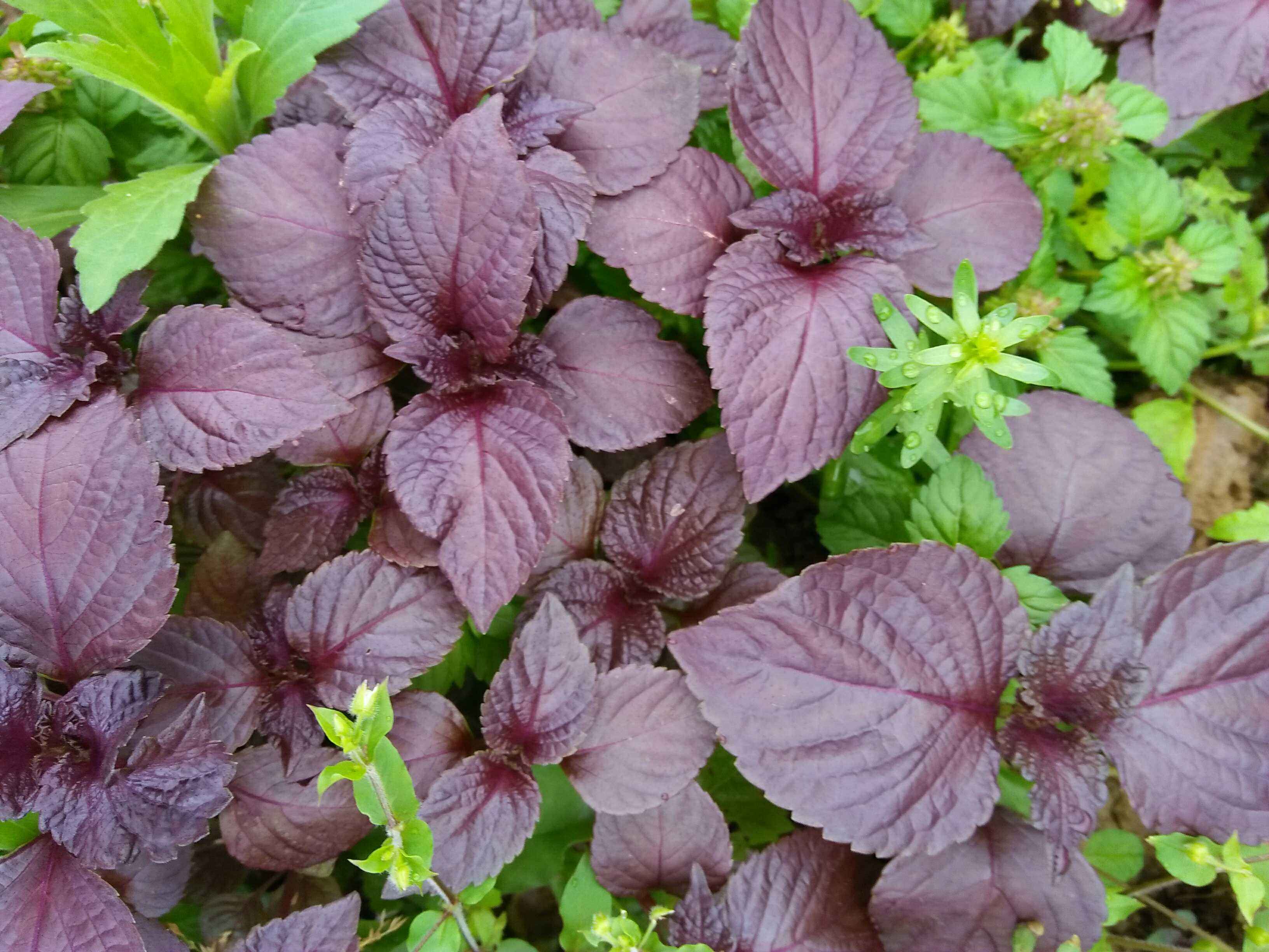 祛湿|这3种药材,是中医上的祛湿良方,家中常备,或可“清凉一夏”