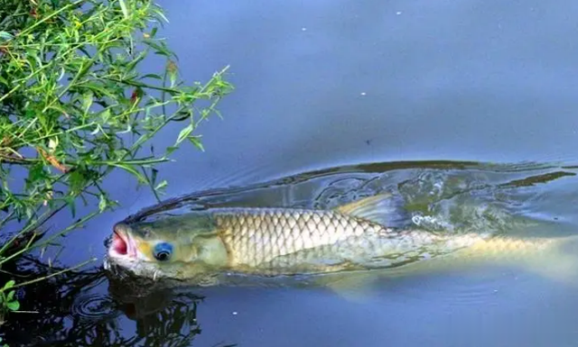 短视频|揭露“大师”钓鱼真相,别再相信短视频里的技巧了,学不来的