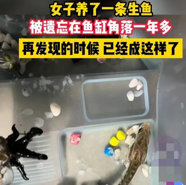 黑鱼被遗忘在洗手间存活11个月都掉色了,乍看像一只大蝌蚪
