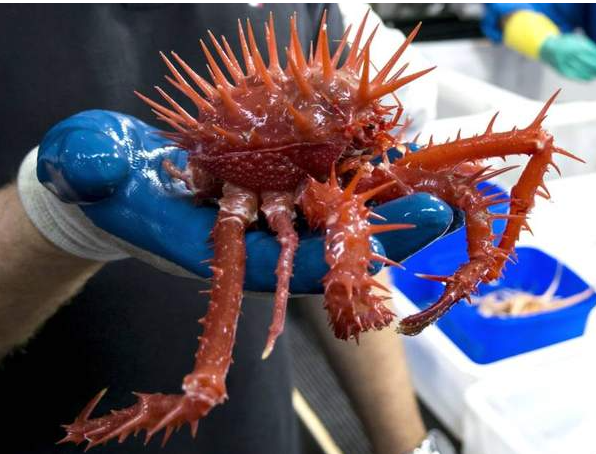 研究人员首次发现了令人难以置信的海洋生物