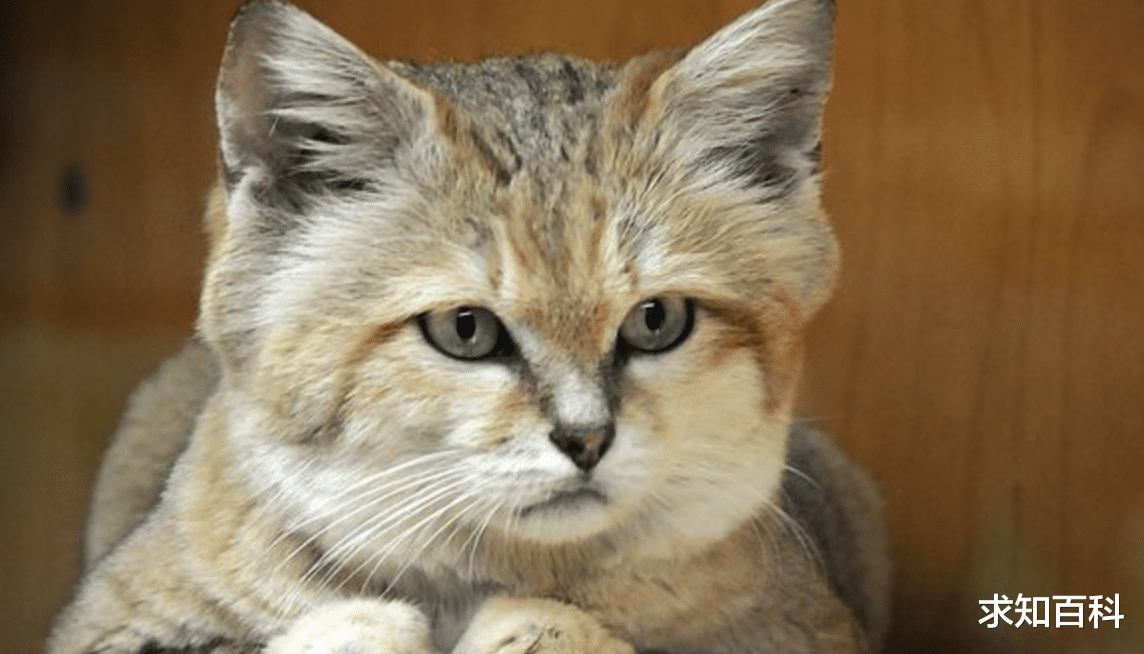 地球上居然还有这种猫?它是真正的沙漠精灵!一辈子都能不喝水?