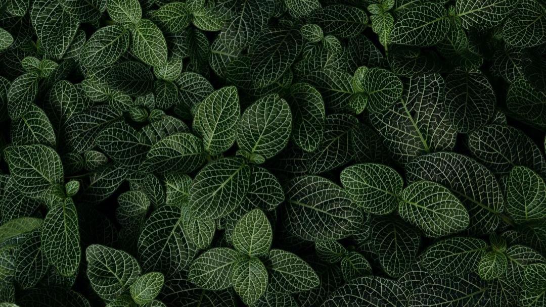 如何拍摄植物才能更好看？