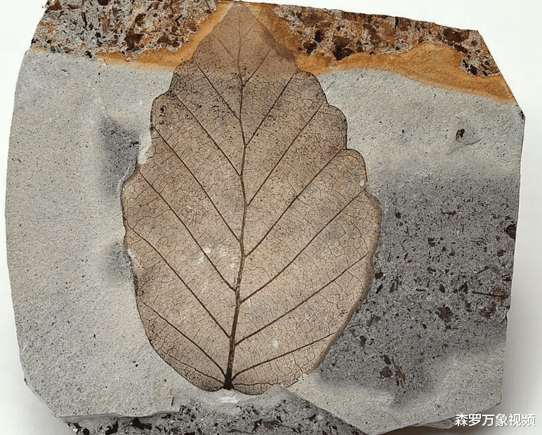 2300万年的树叶,让科学家担忧不已:人类未来并不好过
