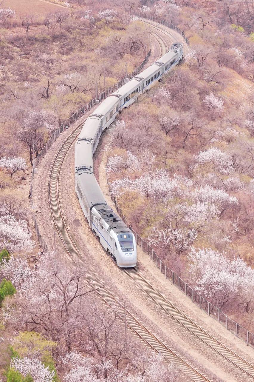 露营|这是中国家门口的樱花盛景，好不好看你说了算