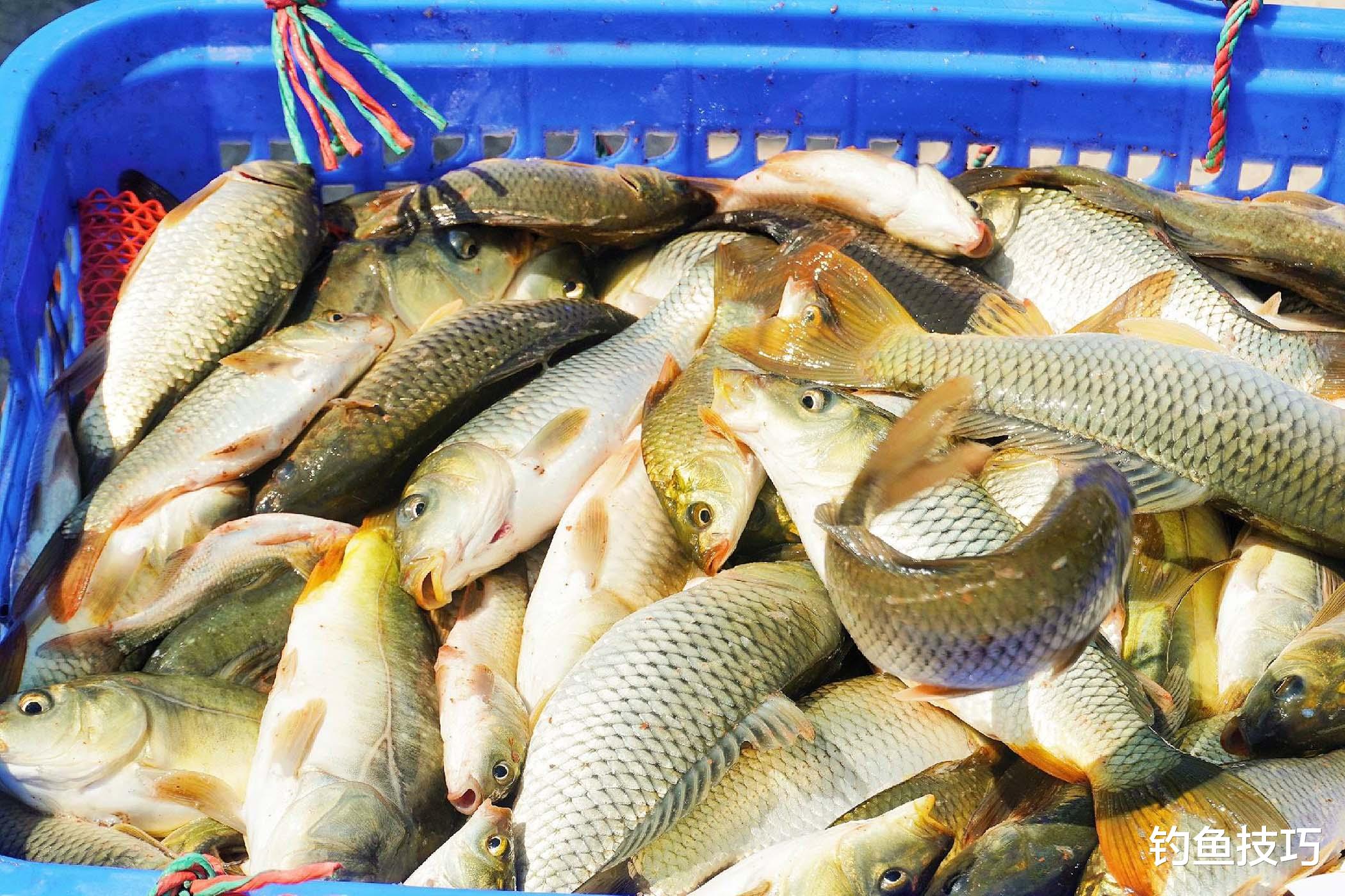 |黑坑鲤鱼正钓，节奏掌控的5个要诀，掌握之后，坑冠信手拈来