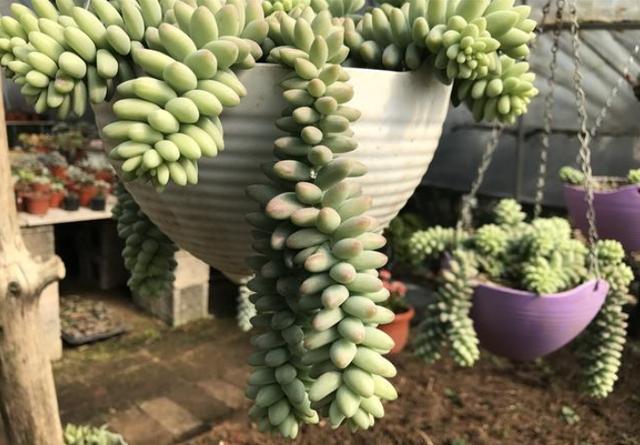 3种多肉,30多度高温疯长个不停,挂在窗台做窗帘,羡煞邻居