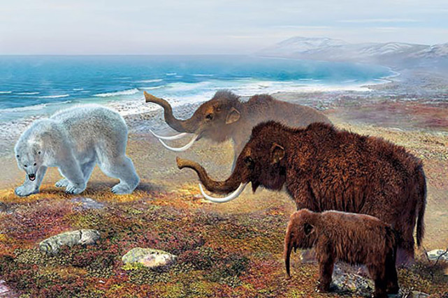 孤岛到底有何魔力?在岛上生存短短5000年,猛犸象从6吨瘦身到2吨