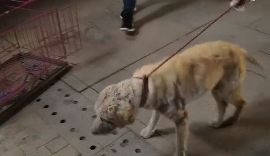 它只是想要个主人，但只能翻找垃圾，满身皮肤病的它换来的却只有众人的嫌弃