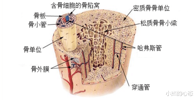 2300万年前的“树叶”,给人类“提了个醒”,那可以太空移居吗?