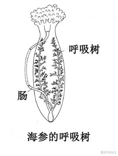 海猪作为一种海参,它为何不能吃?