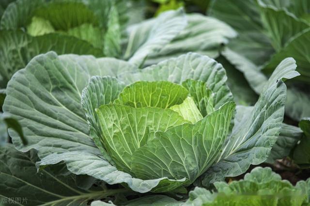 饮食|甲减患者的饮食调养,5个饮食技巧+2个汤,甲减就这么转好了