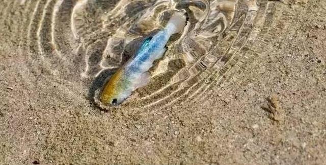 全球唯一与世隔绝6万年的鱼,只剩38条,差点被醉鬼连锅端了