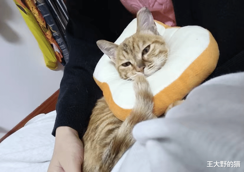 流浪猫爬到11楼求收养，看完监控后网友泪奔：还好遇见你