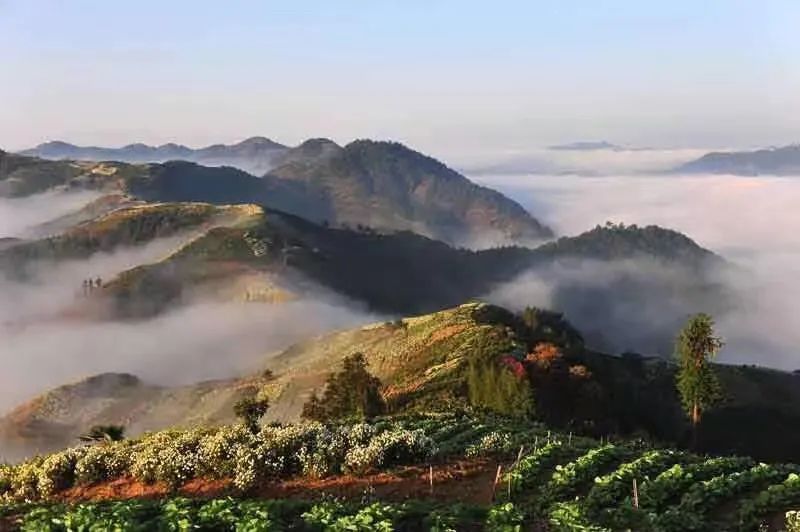 柿子|秋风起，秋色染，雾里乡村——坡山秋景美如画，皖南！