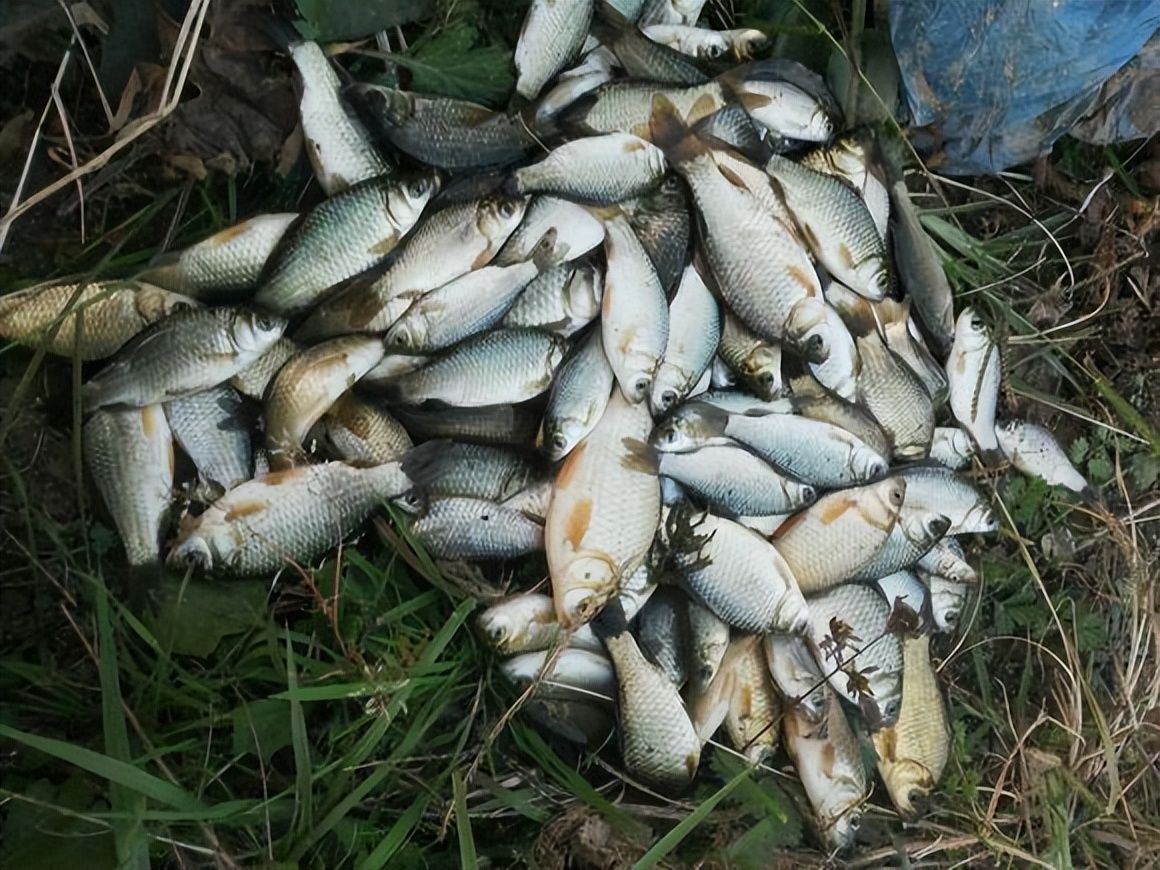 |立冬野钓照样狂拉鲫鱼,几个小时狂钓120多条