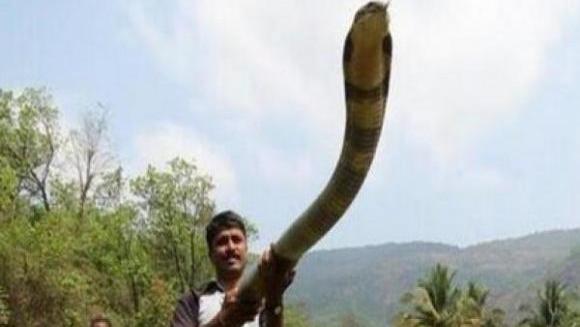 重大争议？莽山烙铁头和眼镜王蛇谁才是世界上体型最大的毒蛇？