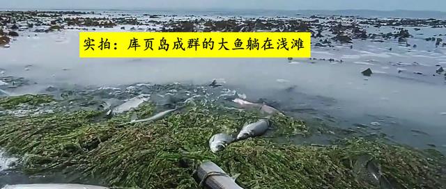 实拍:库页岛成群大鱼躺在草滩,大多半米长一条,网友眼馋