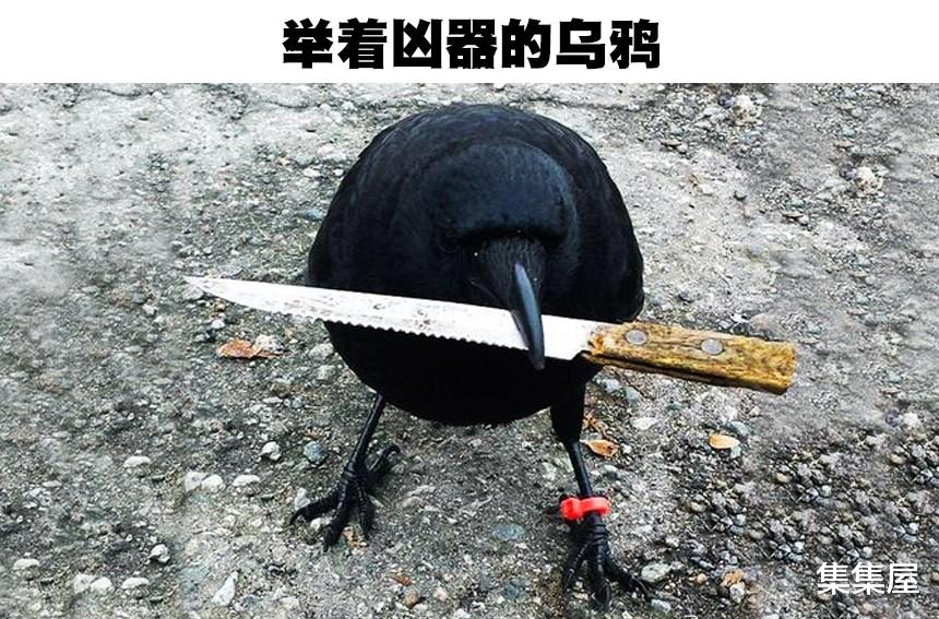 以人类的标准,在人类社会犯了罪的7只动物