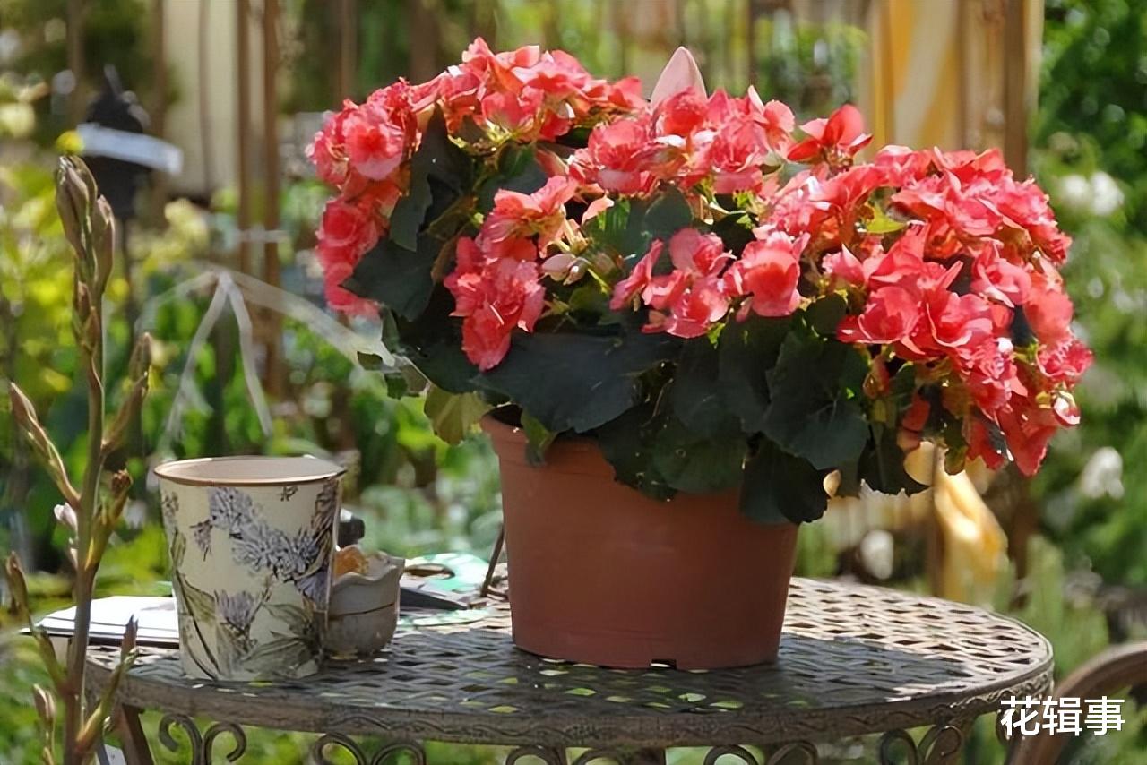 阳台|家庭养花要养出好状态,一些摆放的“禁忌”,注意了不要犯