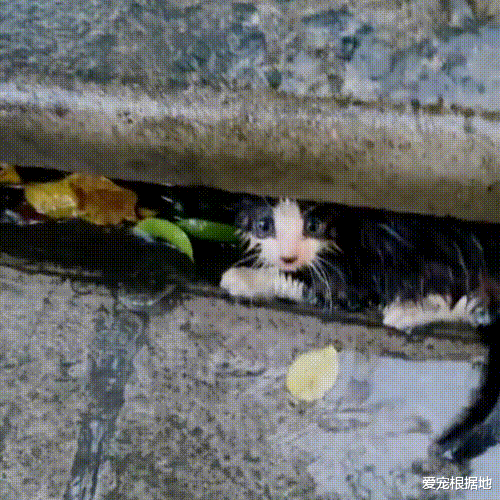 那只在雨中横冲直撞，见人就跑的小流浪猫，带回家后被宠成团宠