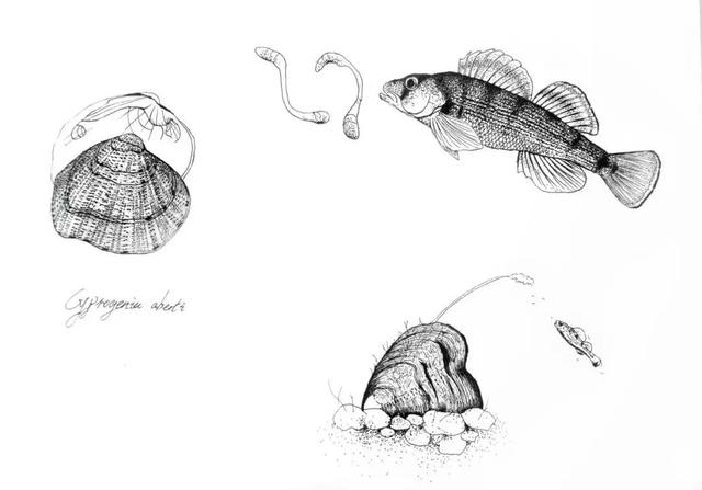 美丽|没想到，不会动的河蚌，原来是个会钓鱼的大骗子