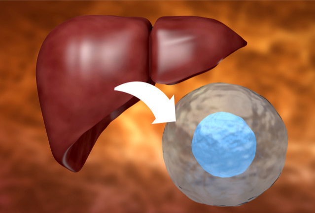 大蒜|经常吃大蒜,对肝脏到底好不好?肝不好的人,望你早点搞清楚