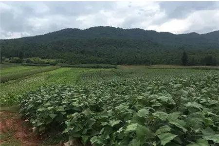 曾因名字走红,号称夏季解暑神器,如今成了骗局,让人听了直摇头