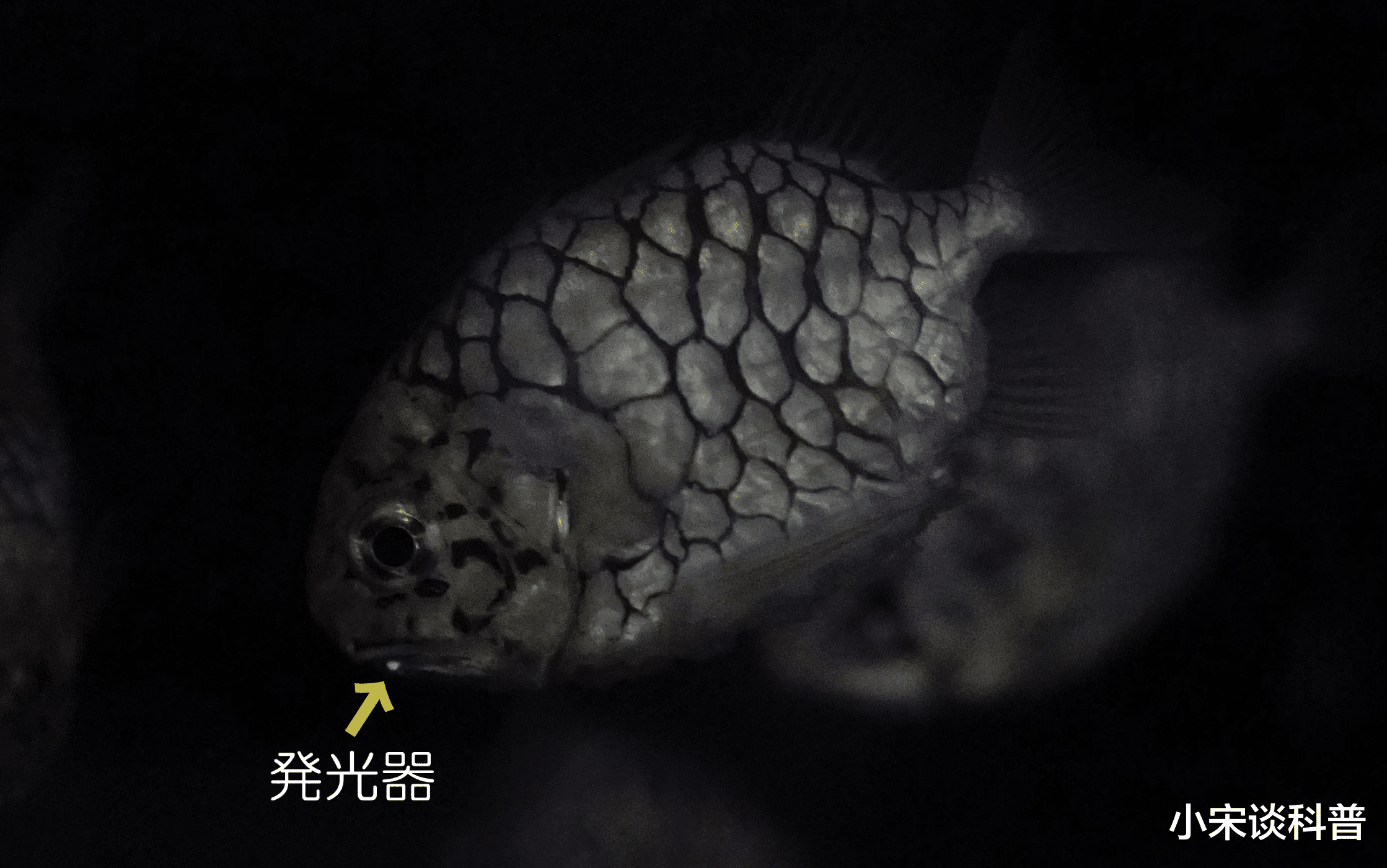 动物科普:形似松球,鳞片硬如坚石,并且会发光的鱼——松球鱼