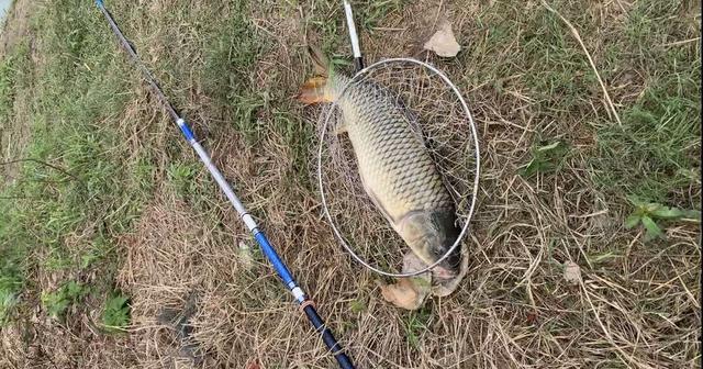 |渔乐杂谈:秋末冬初温度降低,钓浅水还是钓深水?