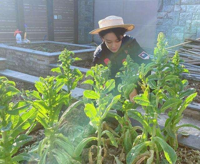 张馨予|亲力亲为的张馨予，在百平小院，耕种了3000株植物，把生活过成诗