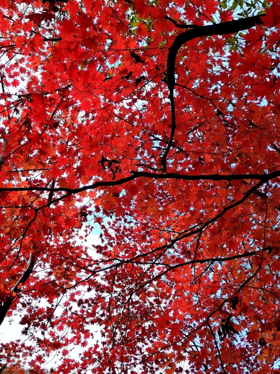 龙门峡|郭进拴|神游关门山