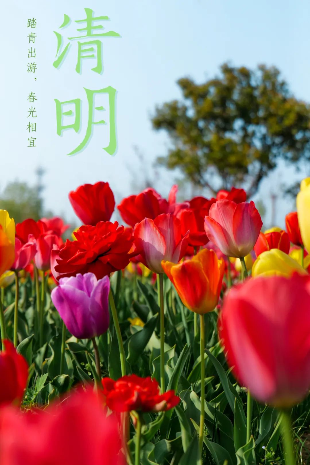 穷游|河南旅游：清明时节，郑州绿博园内春意浓